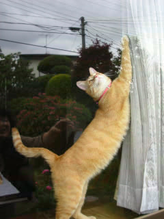 肫